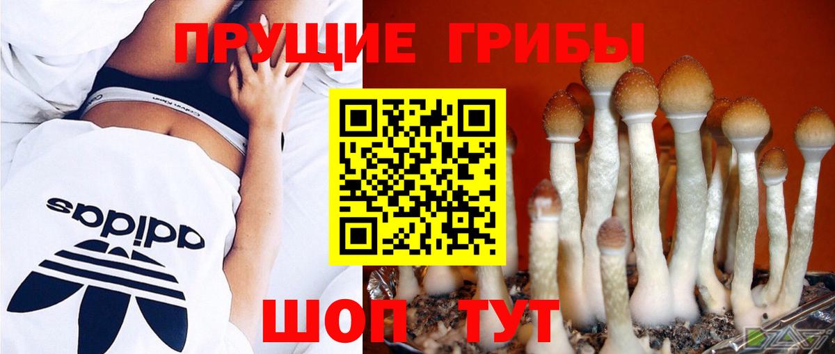 Псилоцибиновые грибы Psilocybine cubensis Махачкала